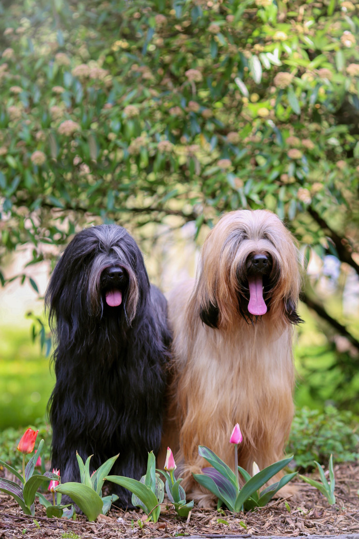 Briardi, foto: Shutterstock