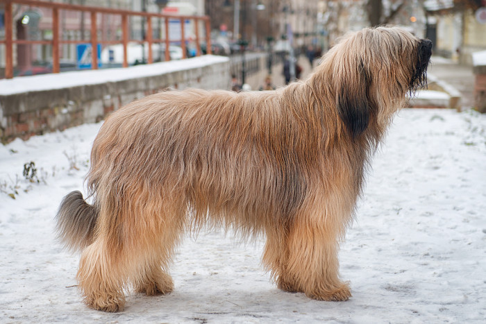 Briard, foto: Shutterstock