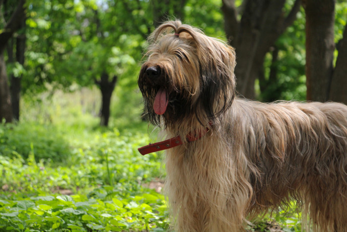 Briard, foto: Shutterstock