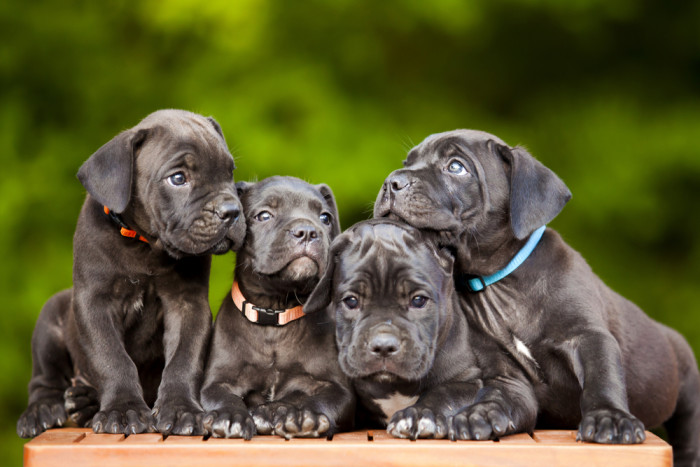 Štěňata Cane Corso, foto: Shutterstock