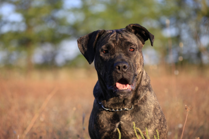 Cane Corso, foto: Shutterstock