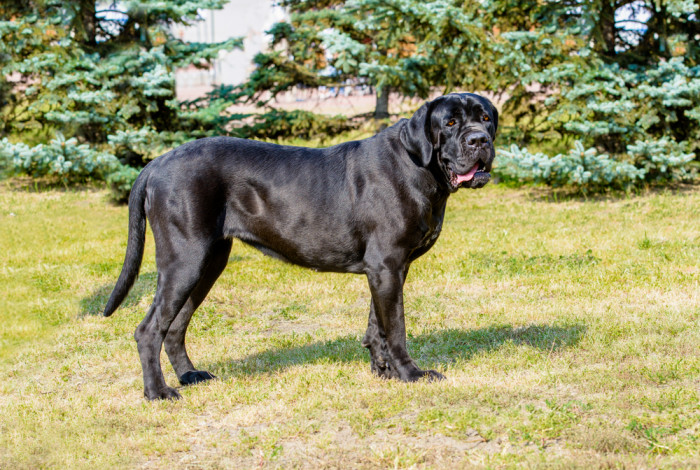 Cane Corso, foto: Shutterstock