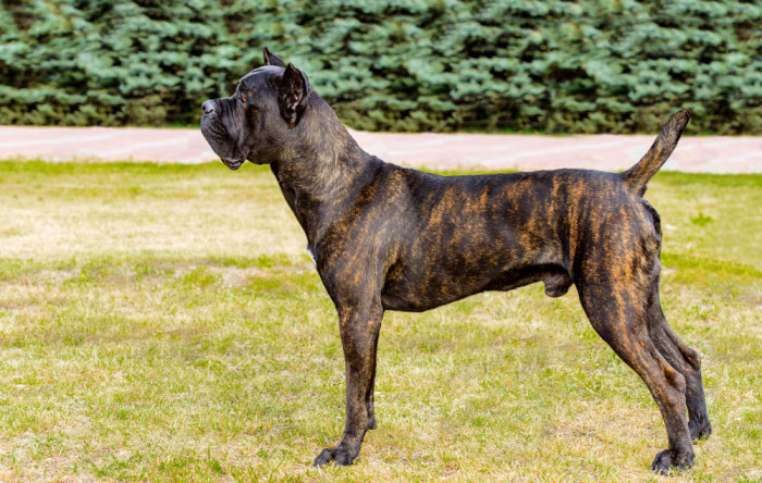 Cane Corso - foto pochází ze zahraničí, kde se stále provádí kupírovaní uší. V ČR je tato úprava zevnějšku nezákonná, fotografie slouží ke vzdělávacím účelům. Foto: Shutterstock