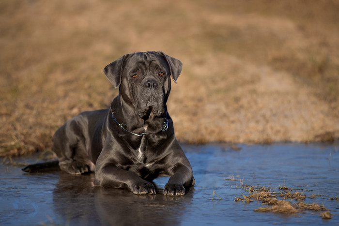 Cane Corso, foto: Shutterstock