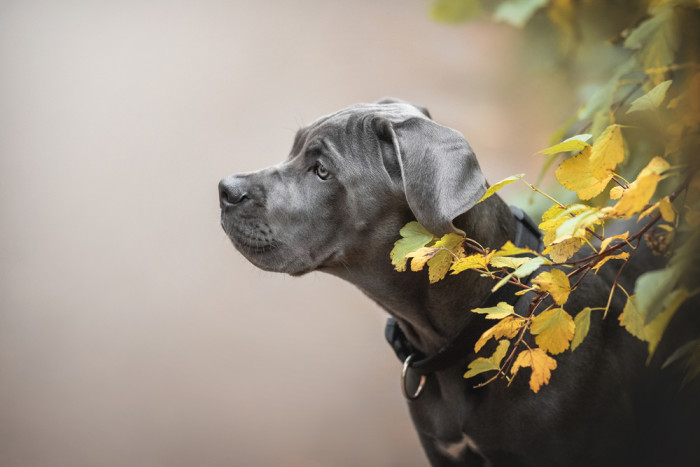 Cane Corso, foto: Shutterstock