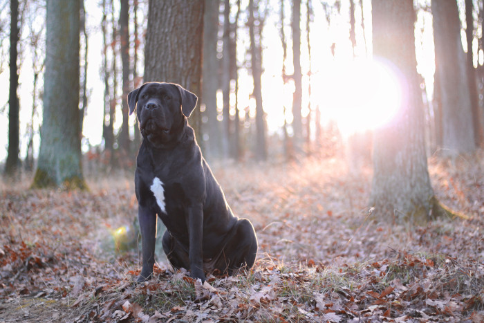 Cane Corso, foto: Shutterstock