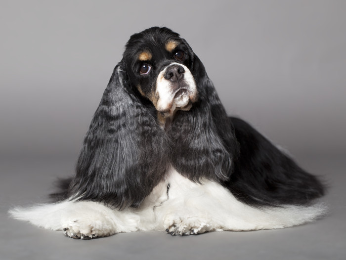 Americký kokršpaněl, foto: Shutterstock