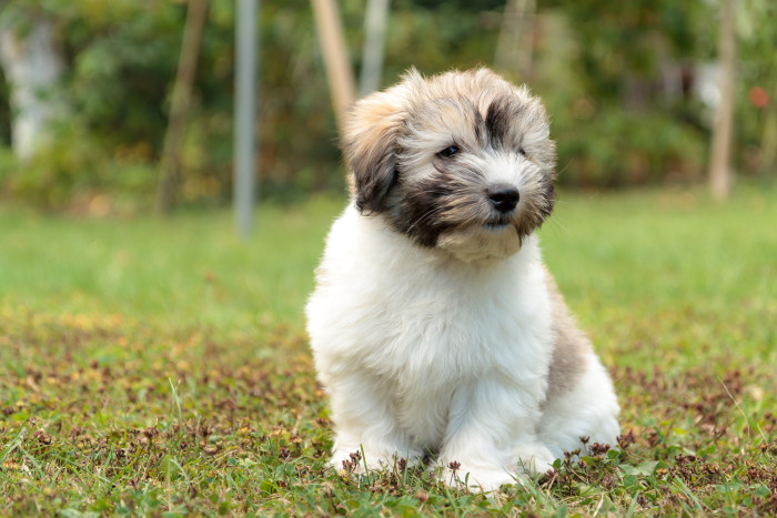 Štěně Coton de Tuléar, foto: Shutterstock