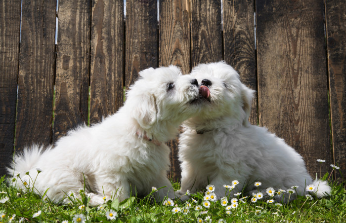 Coton de Tuléar, foto: Shutterstock