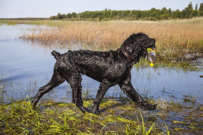 Černý ruský teriér, foto: Shutterstock