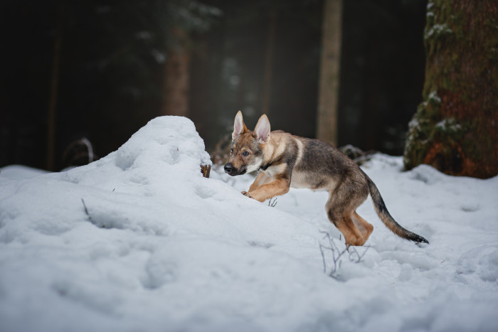 Československý vlčák, štěně. Foto: Shutterstock