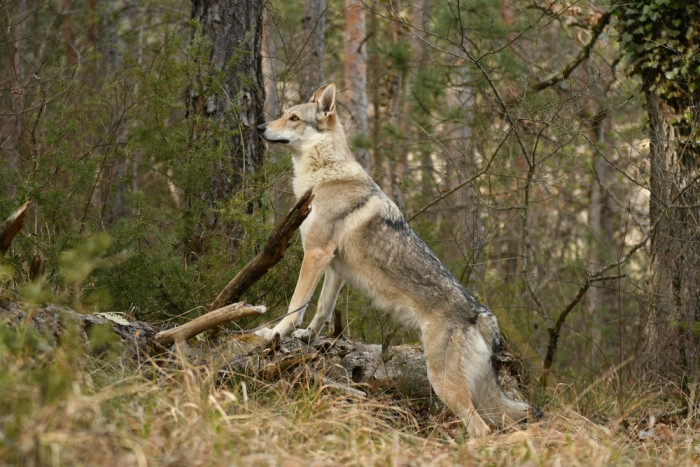 Československý vlčák, foto: Shutterstock