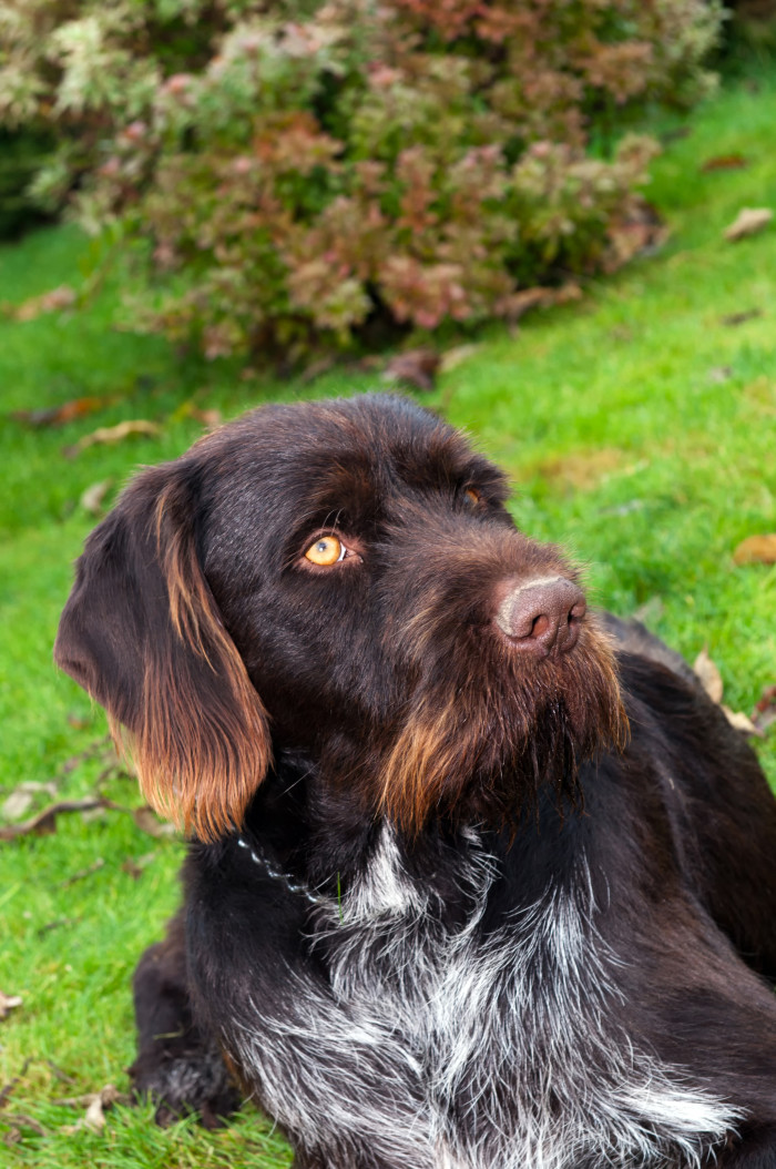 Český fousek, foto: Shutterstock