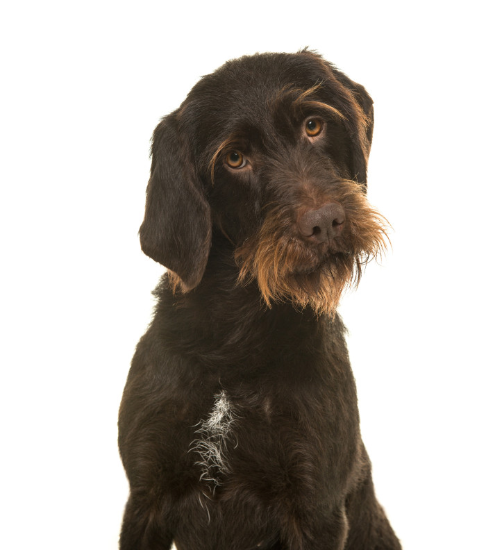 Český fousek, foto: Shutterstock