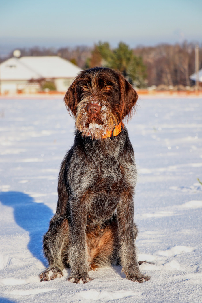 Český fousek, foto: Shutterstock