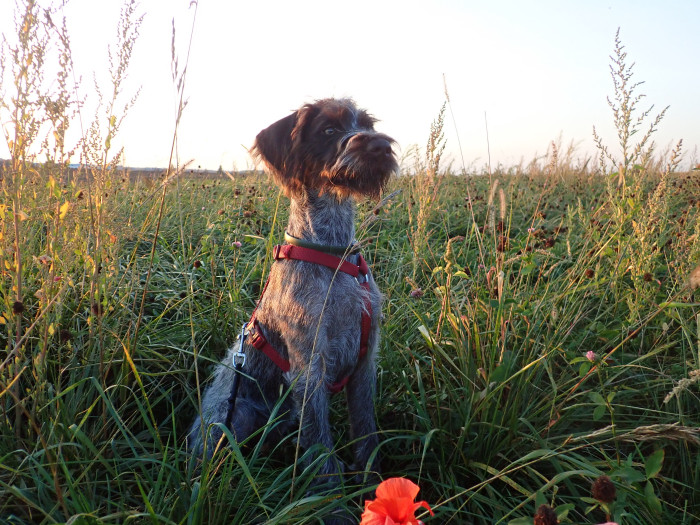 Český fousek, foto: Shutterstock