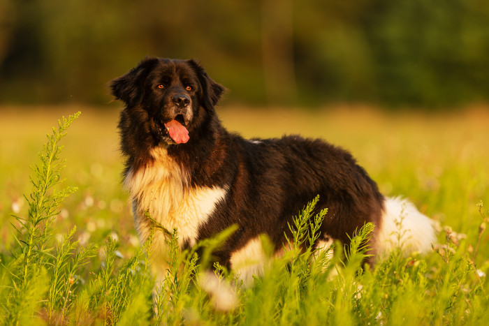 Český horský pes, foto: Shutterstock