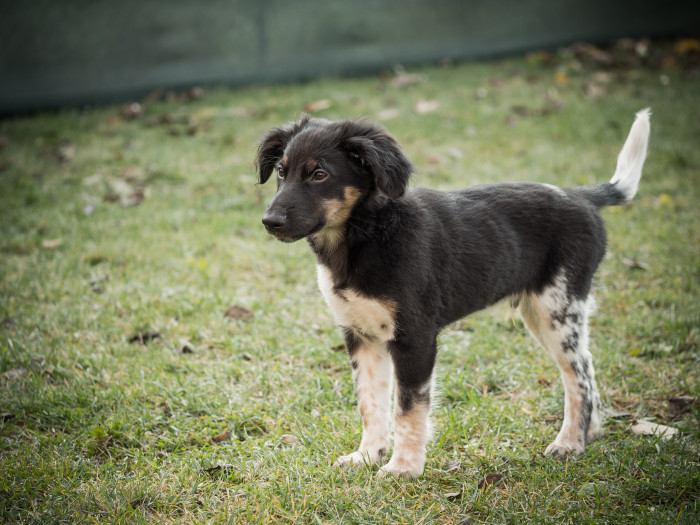 Český strakatý pes, štěně. Foto: Shutterstock