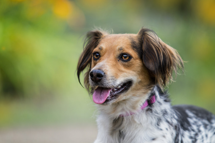 Český strakatý pes, foto: Shutterstock