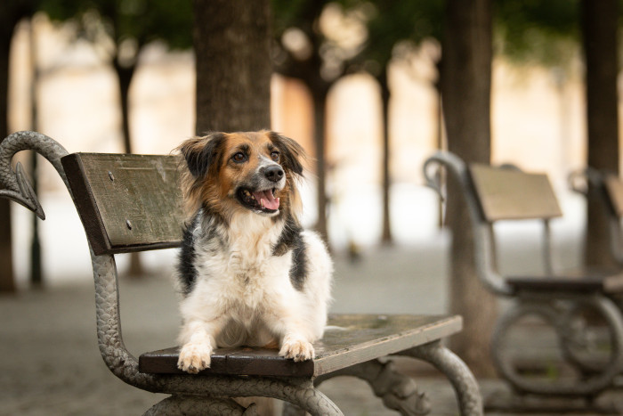 Český strakatý pes, foto: Shutterstock