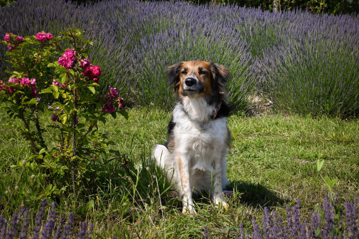 Český strakatý pes, foto: Shutterstock