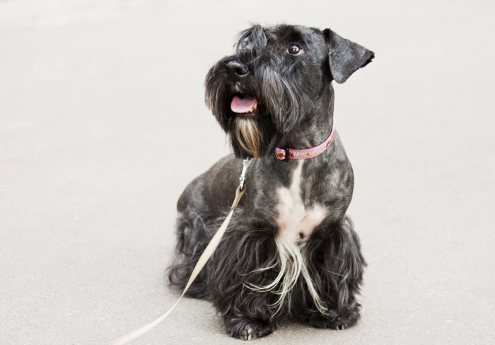 Český teriér, foto: Shutterstock