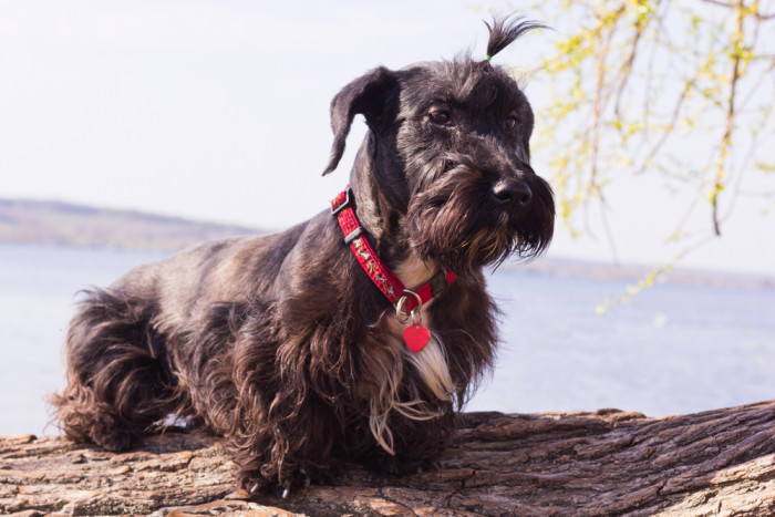 Český teriér, foto: Shutterstock
