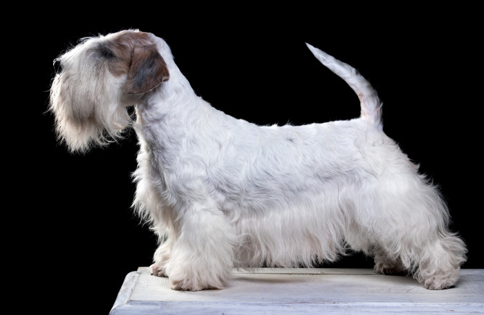 Český teriér, foto: Shutterstock