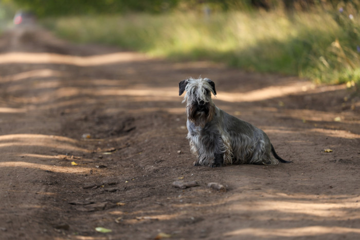 Český teriér, foto: Shutterstock