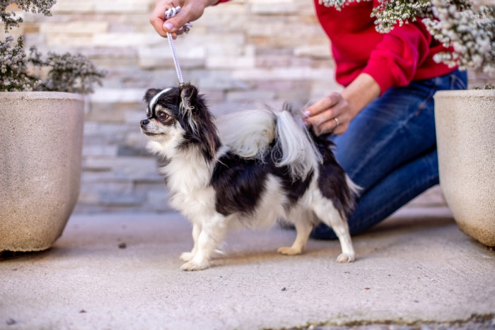 Čivava, foto: Shutterstock