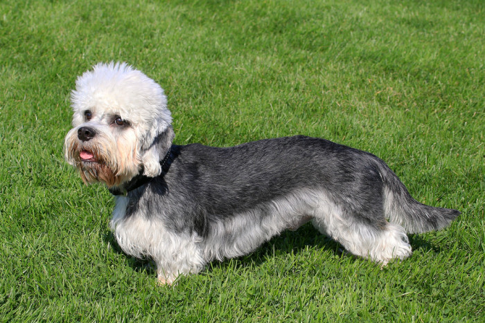 Dandie Dinmont teriér, foto: Shutterstock