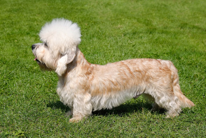 Dandie Dinmont teriér, foto: Shutterstock
