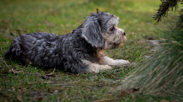 Dandie Dinmont teriér, štěně. Foto: Shutterstock