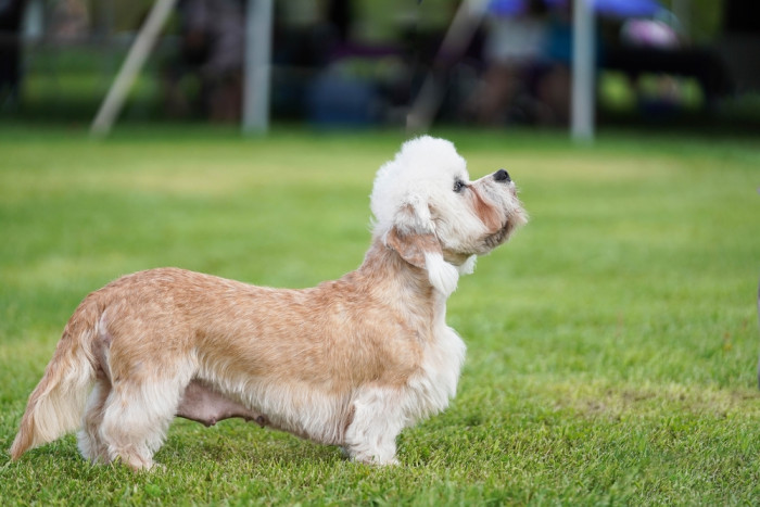 Dandie Dinmont teriér, foto: Shutterstock