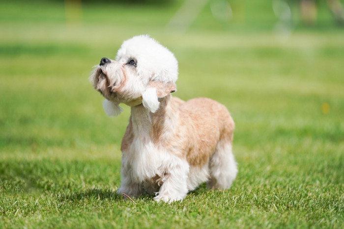 Dandie Dinmont teriér, foto: Shutterstock