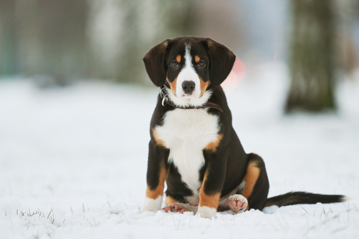 Štěně entlebušského salašnického psa, foto: Shutterstock