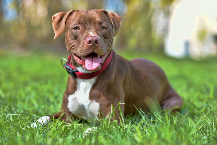 Americký pitbulteriér, foto: Shutterstock