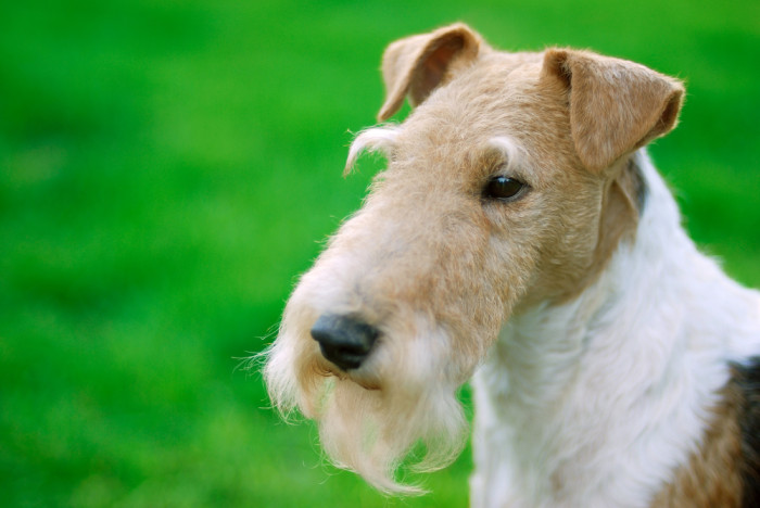 Foxteriér drsnosrstý, foto: Shutterstock