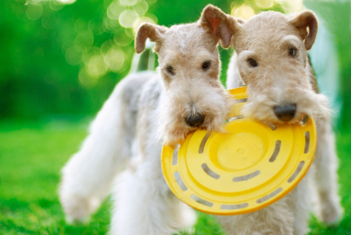 Foxteriér drsnosrstý, foto: Shutterstock