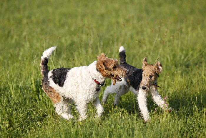 Foxteriér drsnosrstý, foto: Shutterstock