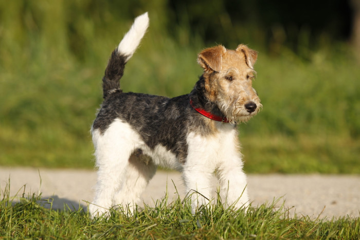 Wire fox terrier outdoors