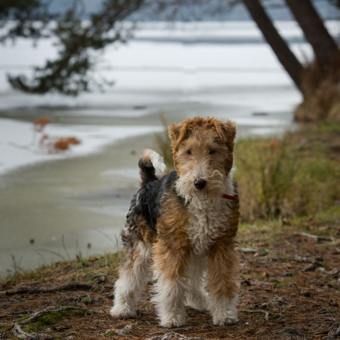 Foxteriér drsnosrstý, foto: Shutterstock
