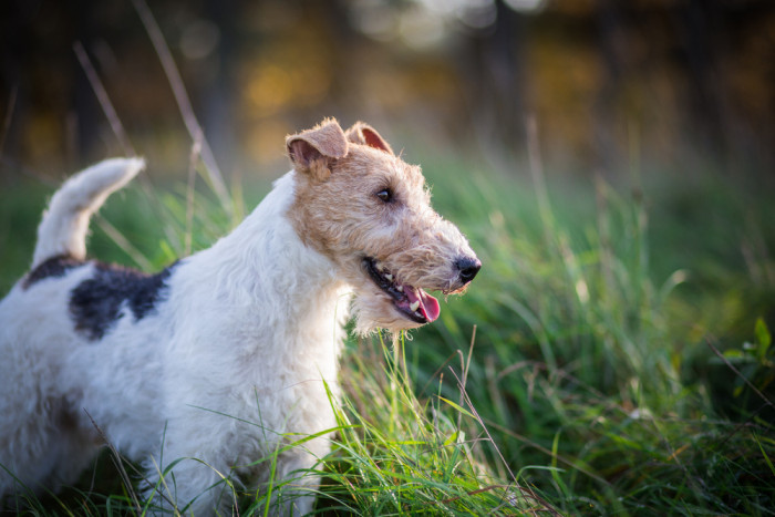 Foxteriér drsnosrstý, foto: Shutterstock