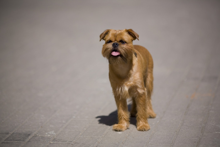 Grifonek bruselský, foto: Shutterstock