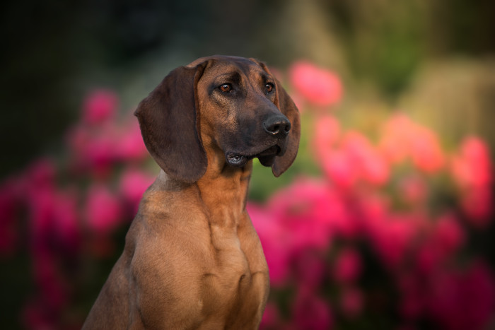 Hannoverský barvář, foto: Shutterstock