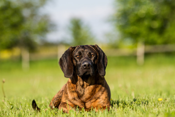 Hannoverský barvář, foto: Shutterstock