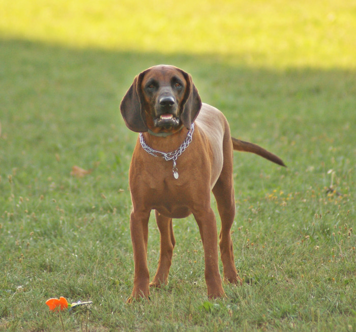 Hannoverský barvář, foto: Shutterstock