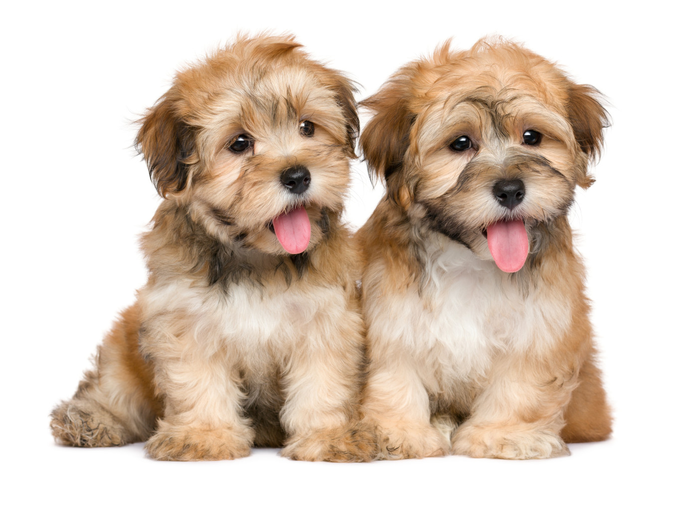 Havanský psík - Atlas psů | iFauna.cz