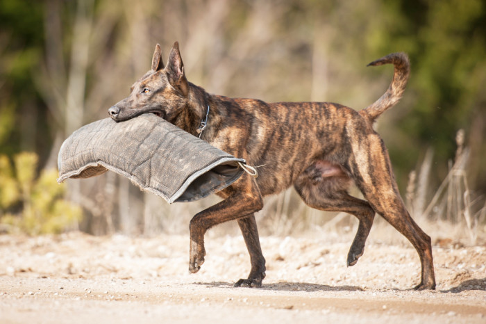 Holandský ovčák, foto: Shutterstock