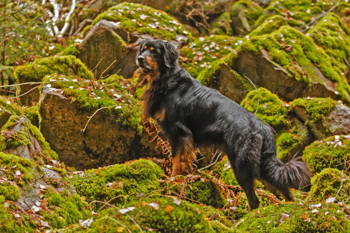 Hovawart, foto: Shutterstock